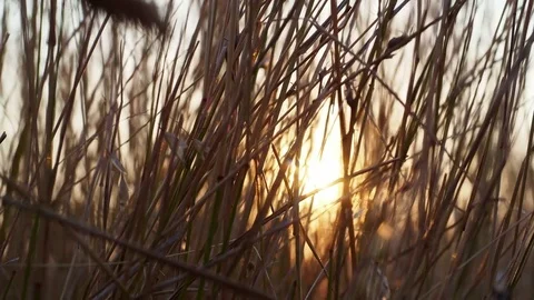 Spikelets at sunset Stock Footage 82987497