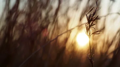 Spikelets at sunset Stock Footage 82987686