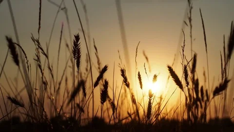 Spikelets at sunset Stock Footage 82987825