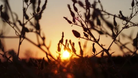 Spikelets at sunset Stock Footage 82987851