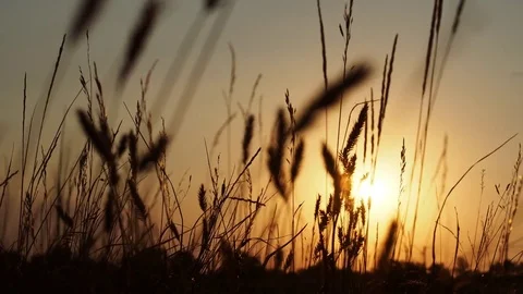 Spikelets at sunset Stock Footage 82987940