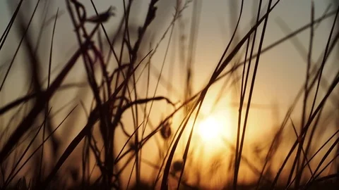 Spikelets at sunset Stock Footage 82988407