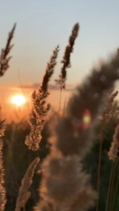 Spikelets at sunset Video stock 157941125