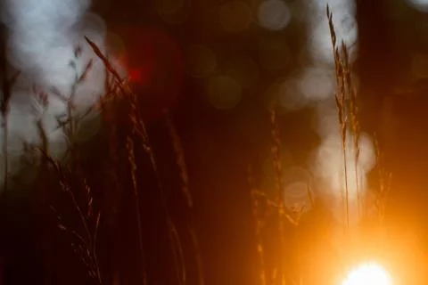 Spikelets in the sunset light Stock Photos