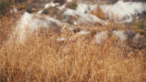 Spikelets sway in the wind Stock Footage 146954709