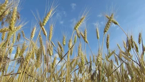 Spikelets swaying the wind against a blue sky Video stock 133996505