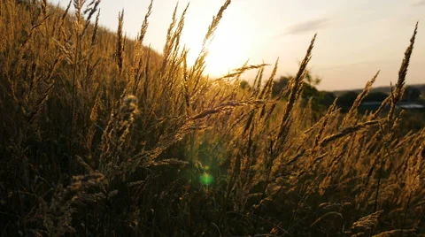 Spikelets swaying in the wind, at dawn. Video stock 67010085