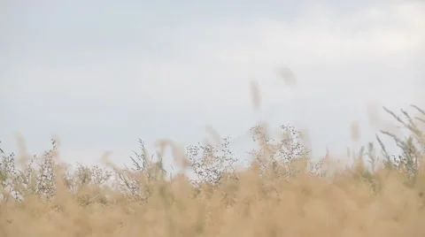 Spikelets swaying in the wind in the field. Stock Footage 62559498
