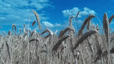 Spikelets swaying in the wind in a field Stock Footage 68417522
