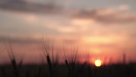 Spikelets of wheat against the background of the rising sun. dawn in the step Stock Footage 212163711