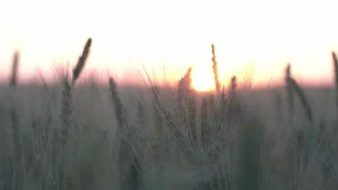 Spikelets of wheat against the background of the rising sun. dawn in the step Stock Footage 212163835