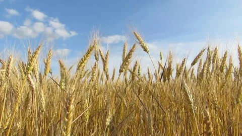 Spikelets of wheat against the blue sky Stock Footage 133988370