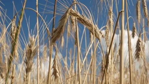 Spikelets of wheat against a clear sky Stock Footage 272792251