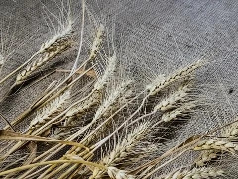 Spikelets of wheat on a background of burlap. Wheat is the basis of bread. .. Stock Photos