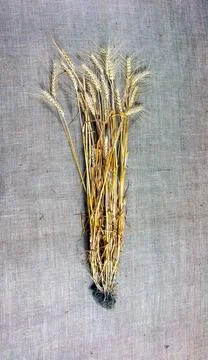 Spikelets of wheat on a background of burlap. Wheat is the basis of bread. .. Stock Photos