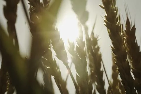 Spikelets of wheat in background of the sun. Backlight Stock Photos
