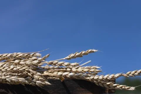 Spikelets of wheat on blue sky background Stock Photos