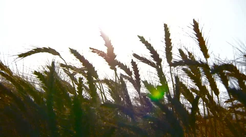 Spikelets of wheat close up on a background of the sky. Real time. Stock Footage 65297893