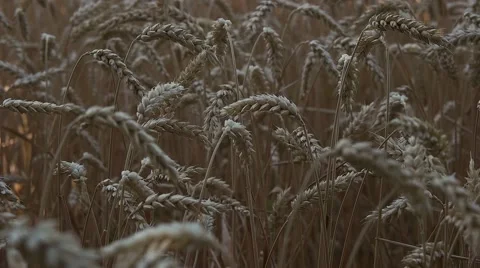 Spikelets of wheat close up Stock Footage 65217116