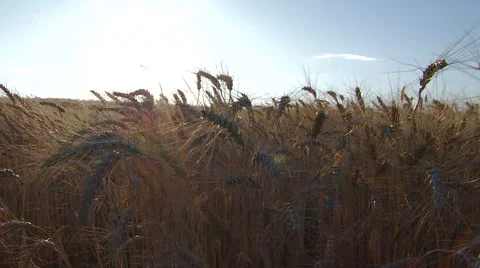Spikelets of wheat closeup fluttering in the wind. Real time. Video stock 65297876