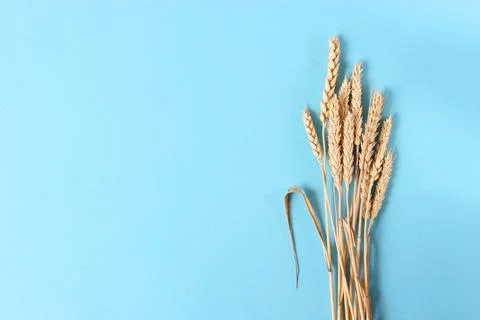 Spikelets of wheat on a colored background top view. Stock-Fotos