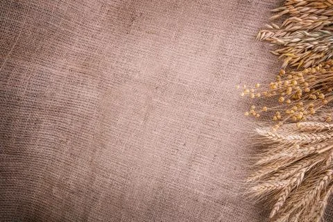 Spikelets Wheat corn flax burlap Stock Photos
