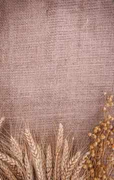Spikelets Wheat corn flax burlap Stock Photos
