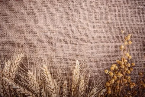 Spikelets Wheat corn flax burlap Stock Photos