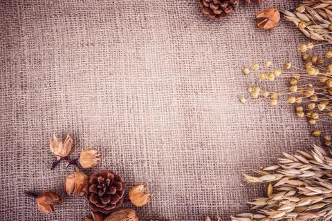 Spikelets Wheat corn flax burlap Stock Photos