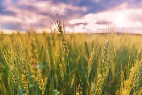 Spikelets of wheat in the evening. Stock-Fotos
