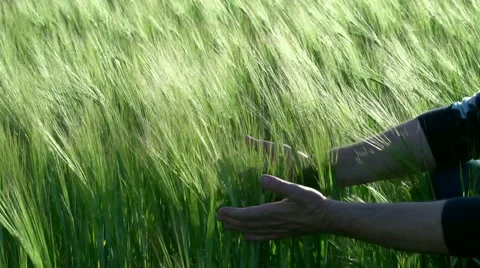 Spikelets of wheat a farmer is considering Video stock 56690433