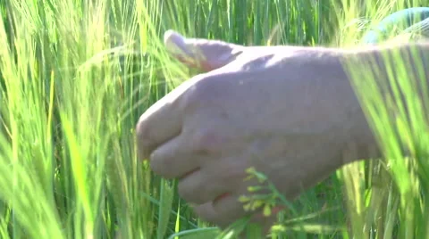 Spikelets of wheat a farmer is considering Stock Footage 56690436
