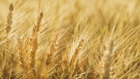 Spikelets in the wheat field 2 Stock Photos
