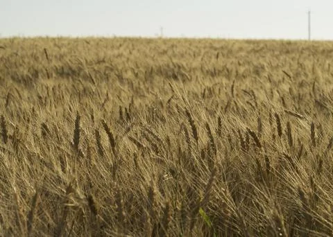 Spikelets in the wheat field 2 Stock-Fotos