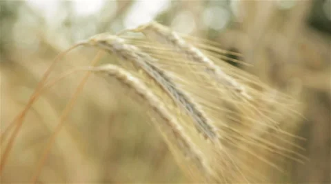 Spikelets of wheat in a field on a blurred background Stock Footage 64786758