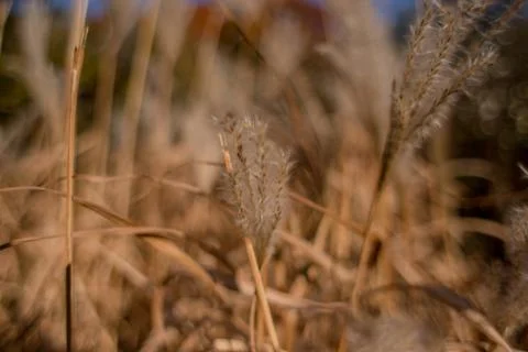 Spikelets of wheat in a field close-up Stock Photos