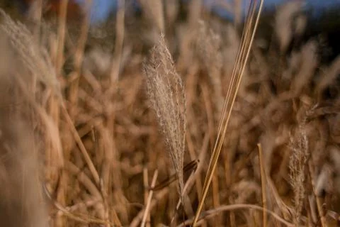Spikelets of wheat in a field close-up Stock Photos