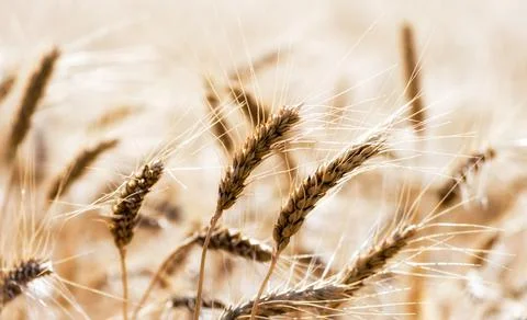 Spikelets of wheat on the field close up Foto stock