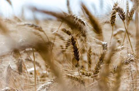 Spikelets of wheat on the field close up Stock Photos