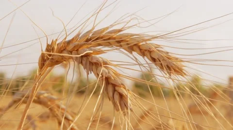 Spikelets of wheat in a field Stock Footage 45027842