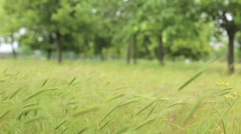 Spikelets of wheat in the field Stock Footage 63979368
