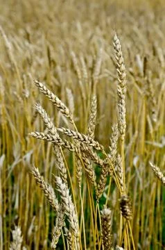 Spikelets of wheat on the field Foto stock