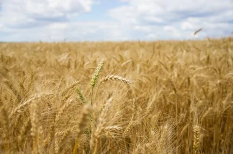 Spikelets in a wheat field Stock Photos