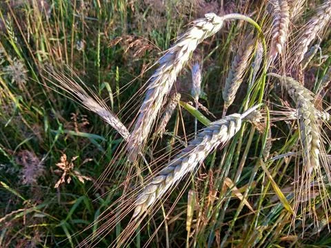 Spikelets of wheat on the field Stock-Fotos