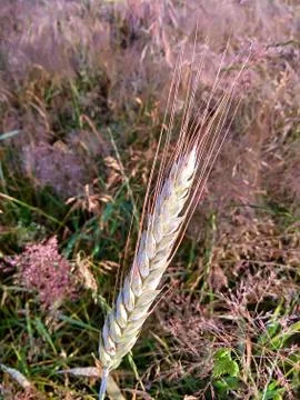 Spikelets of wheat on the field Stock-Fotos