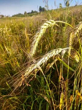 Spikelets of wheat on the field Stock-Fotos