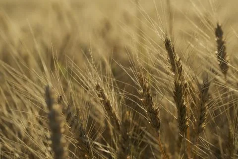 Spikelets in the wheat field Stock Photos