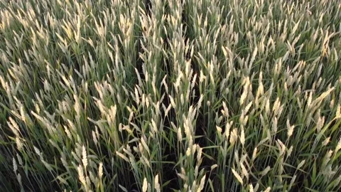 Spikelets of wheat on the field. Rows of grain on the farm. Agro-industry for Stock Footage 133877172