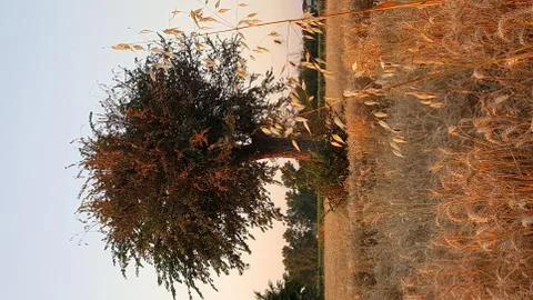 Spikelets of wheat in the field at sunset with the setting sun in the backgro Foto stock