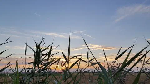 Spikelets of wheat in the field at sunset with the setting sun in the backgro Stock Photos
